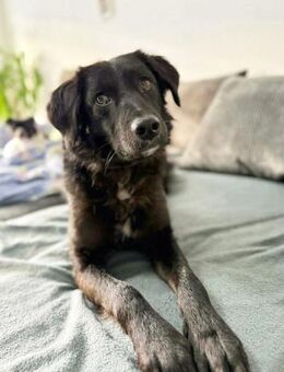 Tito sensibler Kuschelfreund - Kabelhorst