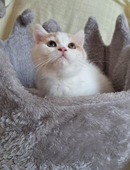 Süßes Bkh Katerchen Kitten - Münsterhausen