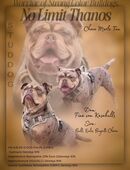 New English Bulldog Deckrüde in 19348