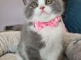 Reinrassige BKH Kitten in 04808