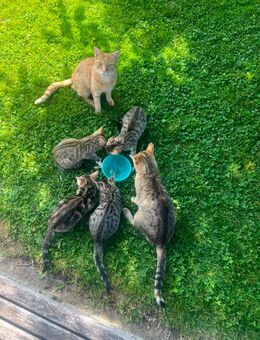 Wunderschöne Katzenbabys, Kitten, Kätzchen, Katzen - Schongau