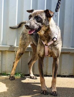 Cheryl wartet noch immer auf ihr Glück - Nordwalde