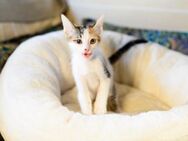 Sophie aus dem Tierschutz - Grevenbroich