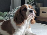 Cavalier King Charles - Bad Griesbach (Rottal)