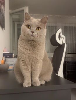 Britisch Kurzhaar Katze - Offenbach (Main) Innenstadt