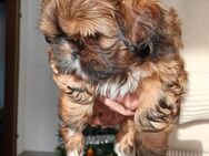 Shih tzu welpen - Lippstadt