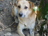 🆘EILT SEHR🆘NOTFALL🆘 lieber Julian❤️ - Eislingen (Fils)