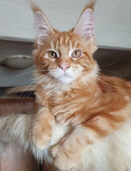 Maine Coon Kitten Träume - Großmehring