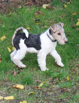 Drahthaar Foxterrier Welpen. #foxterrier. #hunde.#welpen - Steyerberg