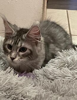 Maine Coon Kitten mit Stammbaum weiblich - Gunzenhausen