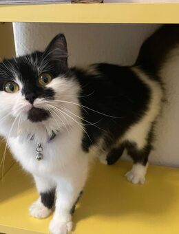 Maine Coon x British Langhaar Mix Kitten - Plauen