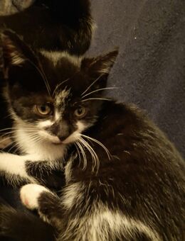 Süße Babykatzen - Berlin