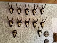 Jagdtrophäen aus Nachlaß - Schwalbach