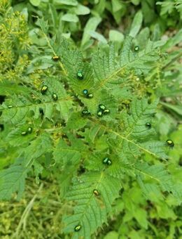 Gemeiner Hohlzahn (Galeopsis tetrahit), Stechender Hohlzahn - Horgenzell