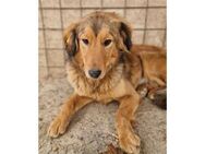 Cleo Pflegestelle oder Zuhause gesucht - Oberwies