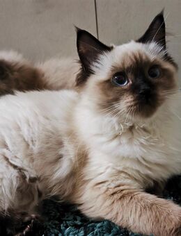 Reinrassige Ragdoll Kitten / Kätzchen mit Stammbaum - abgabebereit - Belgern-Schildau