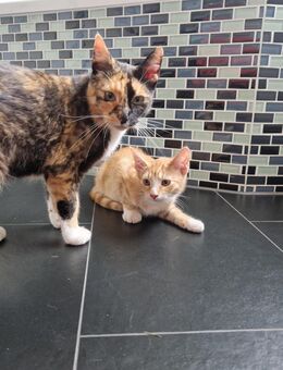 Katzen Katzenbabys Jungtier Kitten EKH - Schönefeld