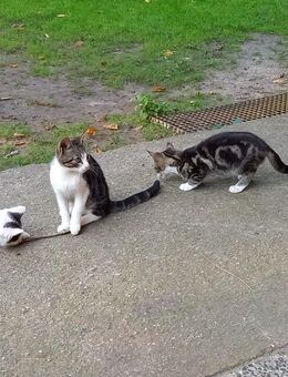 6 junge zahme Katzen abzugeben - Burg (Spreewald)