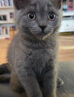 BKH Kitten - Tönisvorst