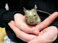 Degus - Unser Nachwuchs sucht ein schönes, artgerechtes Zuhause - Poppenhausen