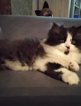 Verschmusst es Perser Katerchen - Gerach (Bayern)