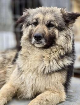 Blana - ist sehr menschenbezogen - Löwenberger Land