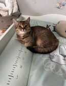 BKH Katze 5 Monate alt in 28325