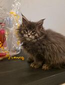 Noch 1 Maine Coon Mädel mit Stammbaum abzugeben (auszugsbereit) in 45896