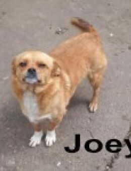Joey - kleiner lieber Schatz ohne Heim - Berlin