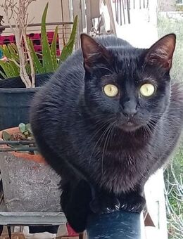 Aylin aus dem Tierschutz - Grevenbroich