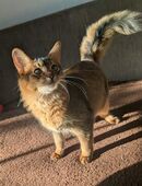 Somalikitten in 06193