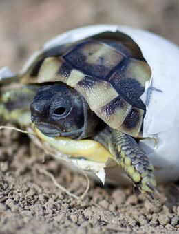 Griechische Landschildkröten (THB) Nachzuchten - Düren