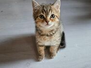 Reinrassige Britisch Kurzhaar Kitten (m) - Altrich