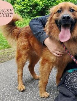 Menschenbezogener RENO sucht Zuhause❤️ - Saarbrücken