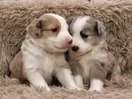 Mini Aussie Welpen, Miniatur Australian Shepherd - Ulmen