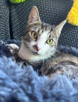 Mutiger Herkules sucht DICH! - Walluf