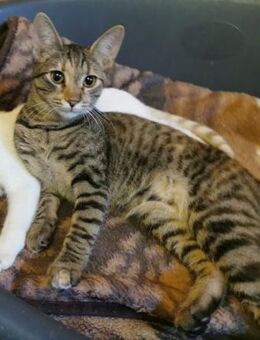 Mimi sucht ihr eigenes Zuhause! - Köln