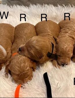 Maltipoo welpen - Moormerland