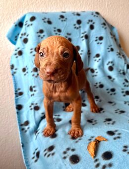 Magyar Vizsla, Labrador, Weimaraner Mischlinge, Welpen - Sonnefeld