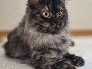 Kleiner Kater - Bannewitz