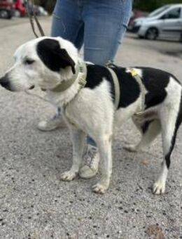 Mex Gutmütiger Hundemann, ca 8 Jahre - Vaterstetten