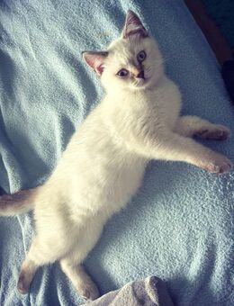 BKH Kitten Bärchen - Ludwigshafen (Rhein)