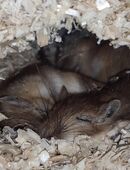 Mongolische Rennmäuse Gerbil Rennmaus in 99192