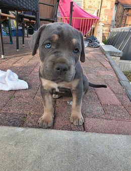 Cane Corso Mix - Borken (Hessen)