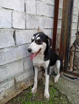 💙 WINNI 💙 - SUCHT WEICHES SOFA - Alfeld (Leine)