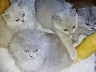 Reinrassig Britisch Blue Kitten m/w lang & Kurzhaar abzugeben - Radeberg