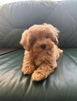 Maltipoo F1 - Rostock