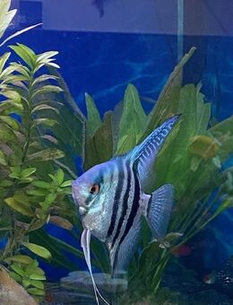Wegen Aquariumaufgabe verschiedene Fische in gute Hände abzugeben - Wenzenbach