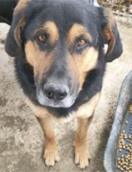 Nero - Pflegestelle oder Zuhause gesucht - Oberwies