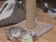 BKH Katze, BKH Kitten, Katzenbabys - Esslingen (Neckar)
